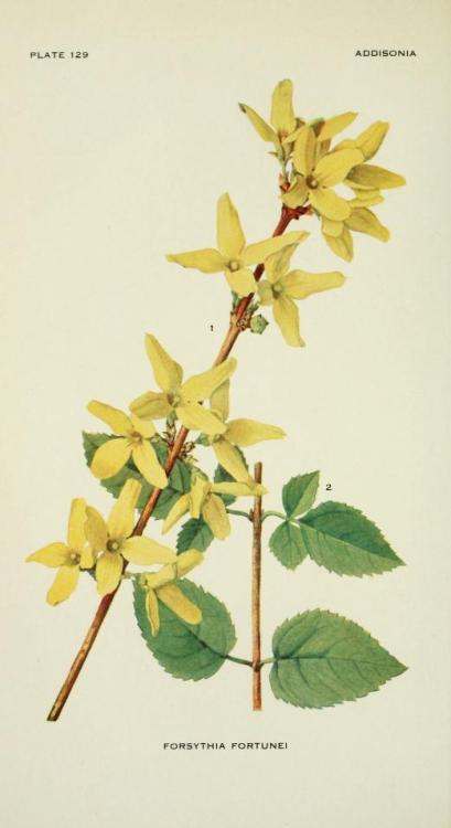 heaveninawildflower:Forsythia Fortunei (Fortune’s Golden Bell). Plate from ‘Addisonia’ Published 191