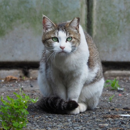 shootsay: 駐車場の片隅に静かに座っているキジトラさん。緑の瞳で何を見ている？A cat is sitting in a corner of the parking lot. What is 