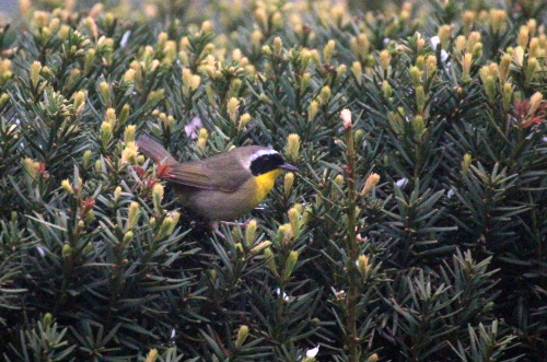 Common YellowthroatGeothlypis trichasChicago, Illinois, United States, 2015Millennium Park