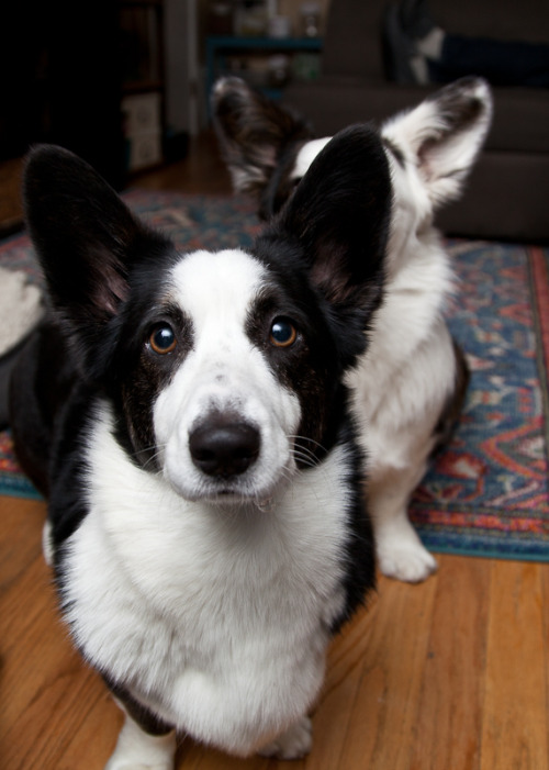 stormycorgis:Tricks for fish treats.  They love these treats.
