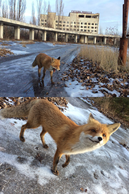 Just a fox in Chernobyl. Nothing special.