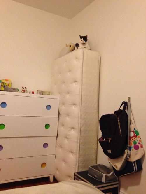 getoutoftherecat:  what are you doing up there cat?!  get down! 
