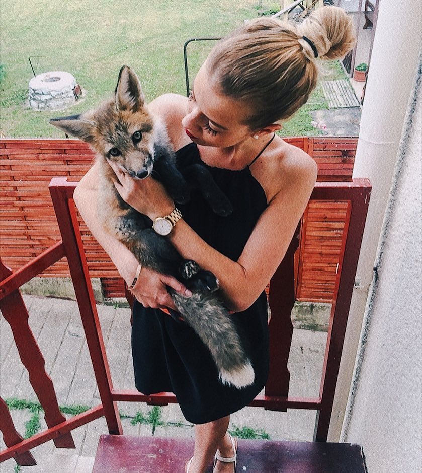 everythingfox:  Rusty the Fox