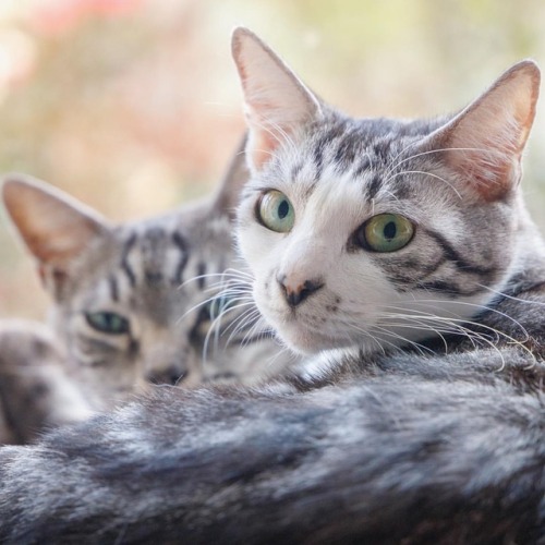 仲良し Camera ： EOS R Lens ： EF24-105mm F3.5-5.6 IS STM #猫 #ねこ #ねこすたぐらむ #ねこ部 #ねこら部 #ねこ好き #ねこばか #ねこ写真 #ペ