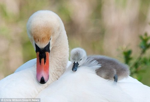 veteran-shipper:Swans carrying cygnets on their backs.I dare you tell me this is not cute