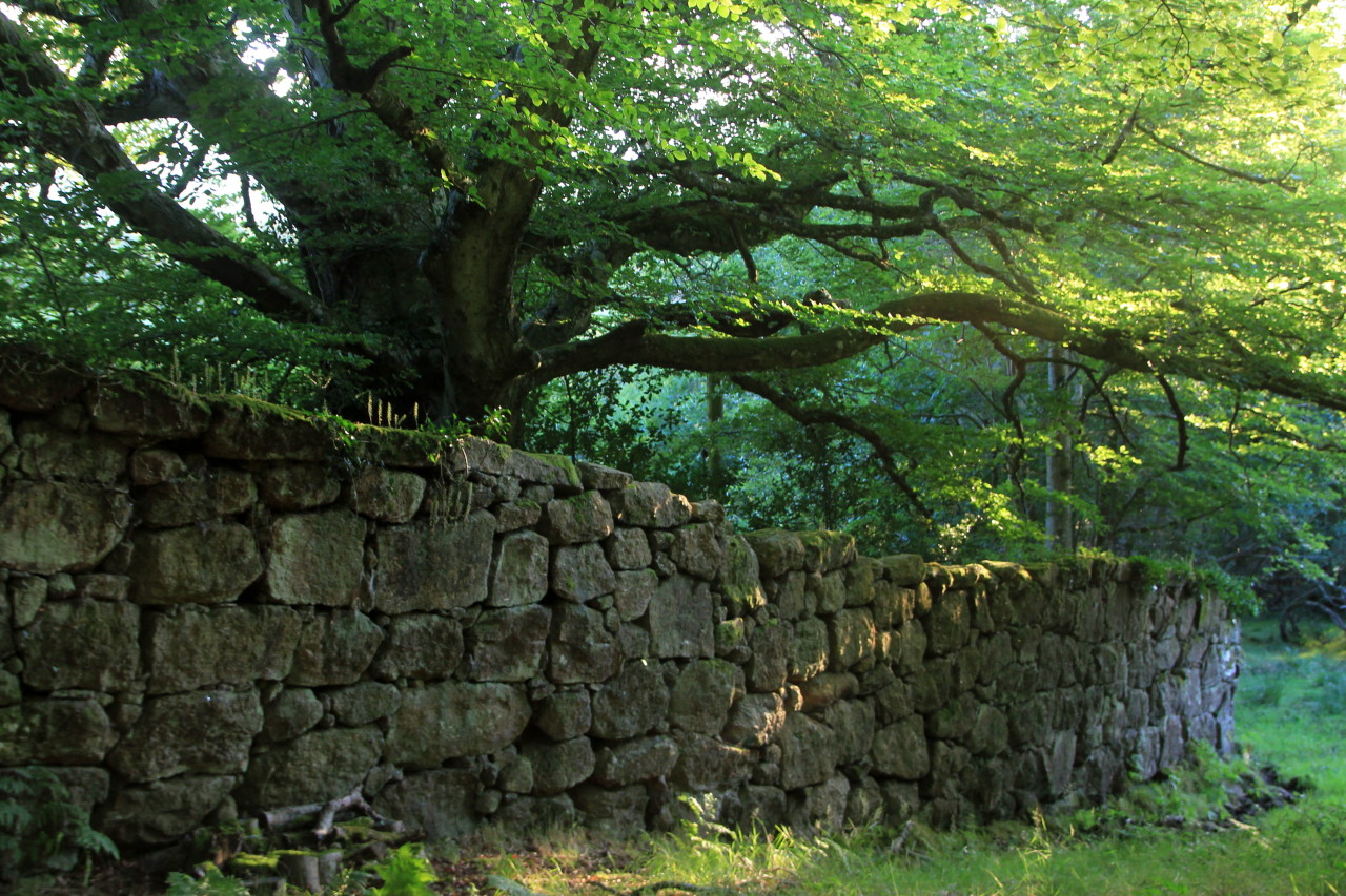 venus-luna:  stephenearp:  Realm boundary wall.     ☽☯☾  