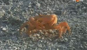 coffeeandspentbrass:  daddydommunismkills:  crustaceans being the next hip meme is