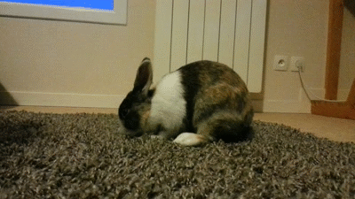 Flopping Buns