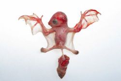 congenitaldisease:  Bat fetus.