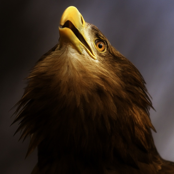 fairy-wren:  White-Tailed Eagle 