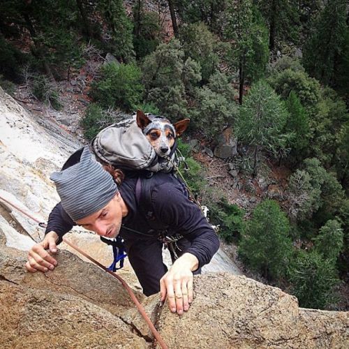 boredpanda: “Camping With Dogs” Instagram Will Inspire You To Go Hiking With Your Dog