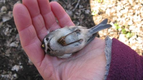 roachpatrol:ridiculousbirdfaces:Golden-crowned Kinglet being banded, don’t worry it’s okay! Photo by