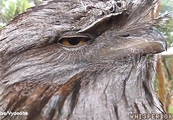 whisperbox:  Thorin vs. Tawny Frogmouth (video) 