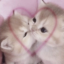 lilmeowmeow369