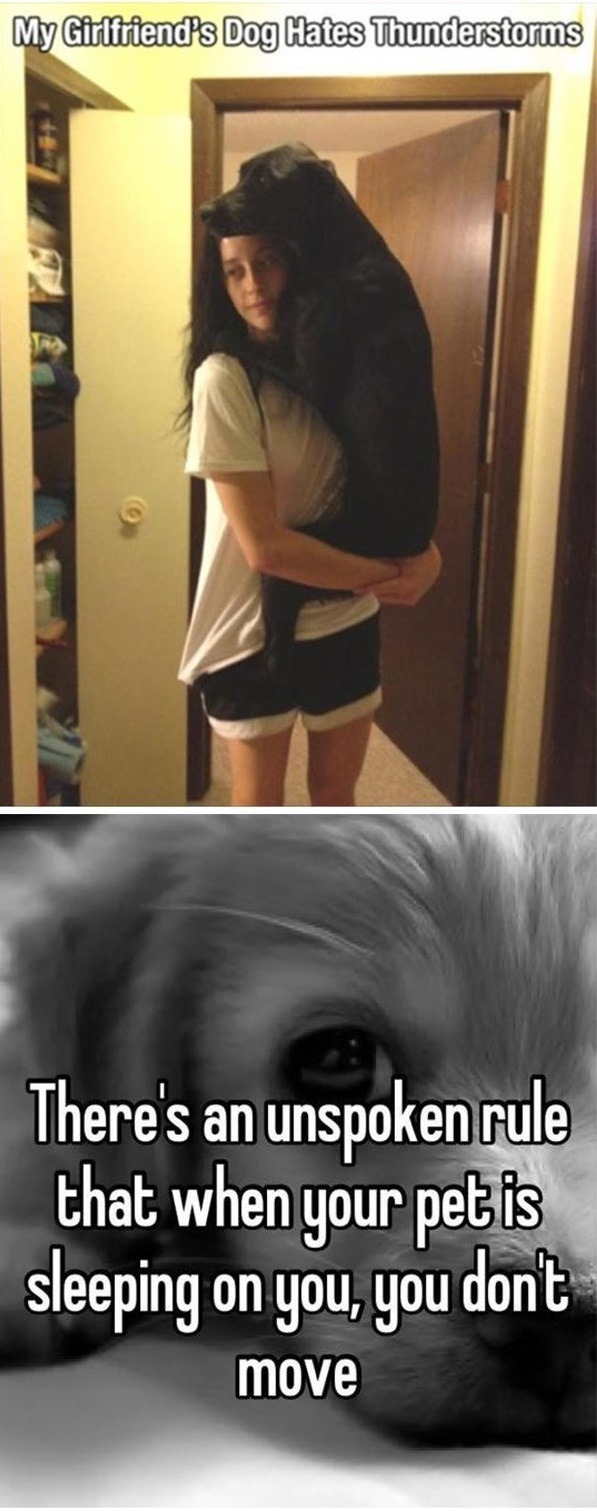 lol-caster:    Dog Owners Will Understand   