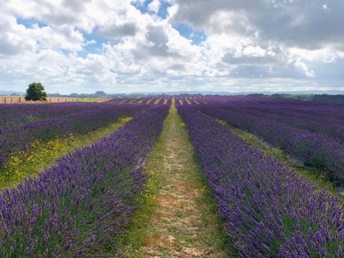 20220109 - Lavender fields, Karaka, New Zealand