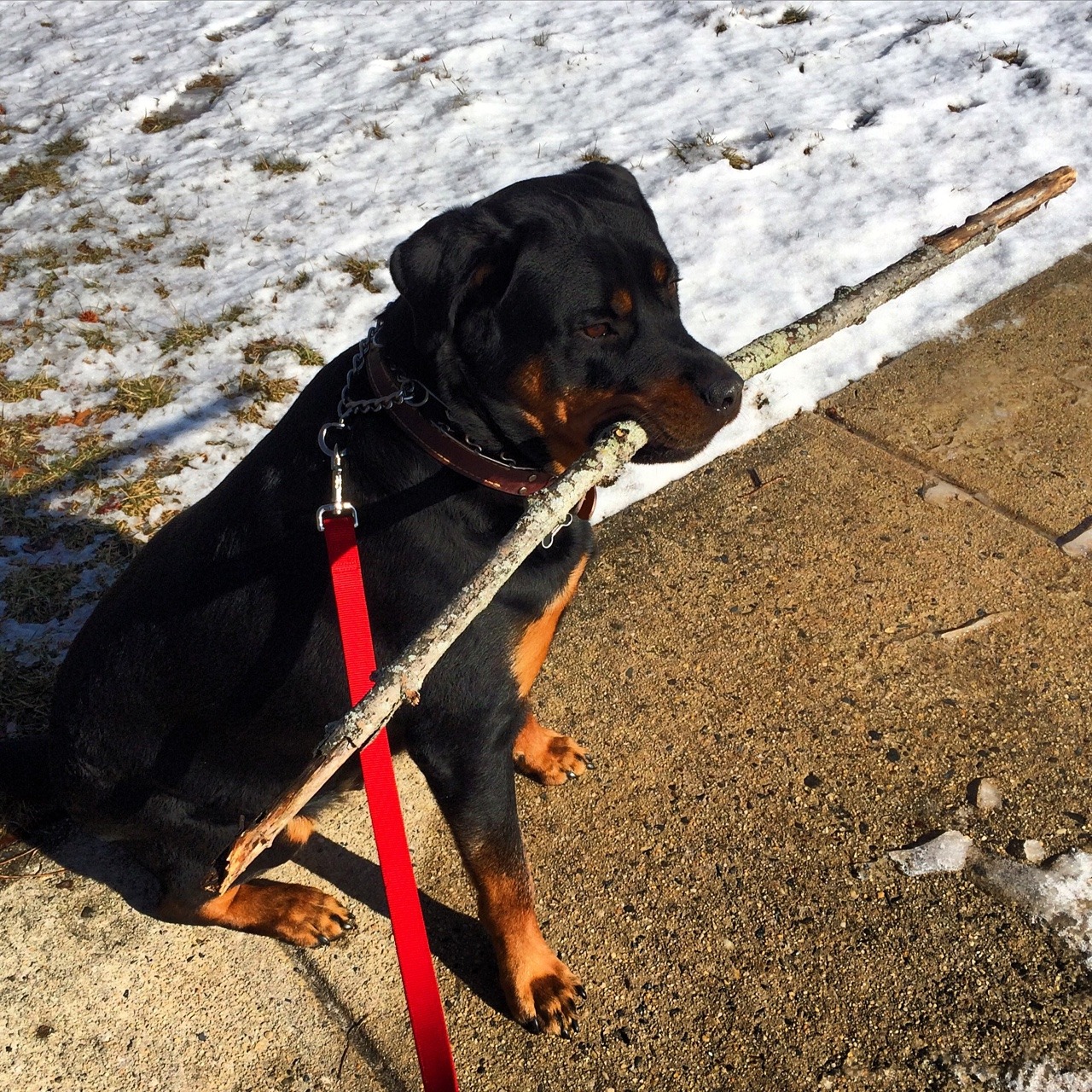 Go ahead try to take his stick..  I can’t believe it’s already been a year since