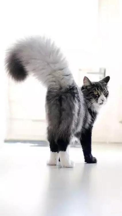 redandblackcats:karmaspersonal:kittehkats:Tail Floofs, We Got ‘Em!Kitties with super fluffy tails.gi
