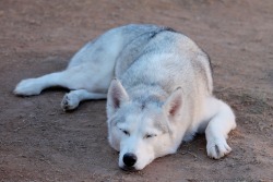 Beautiful Wolves