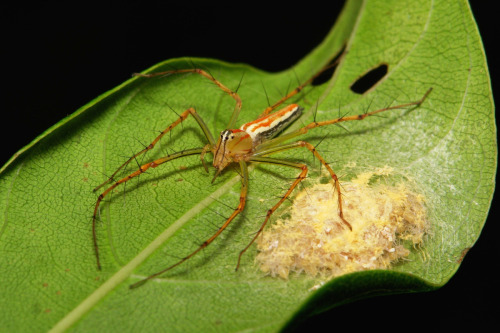 A female Lynx Spider (Oxyopes sp.) watches over her spiderlings. Credit: Unknown