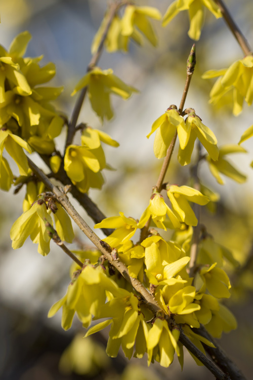 in my backyard - Forsythia