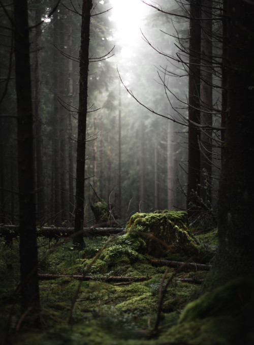 Misty woods by magnus dovlind