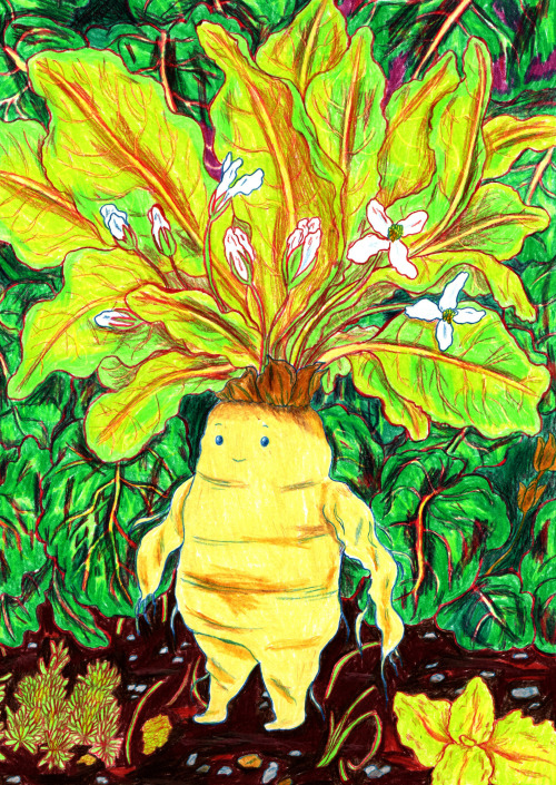 hannahlockillustration: Mandrake.