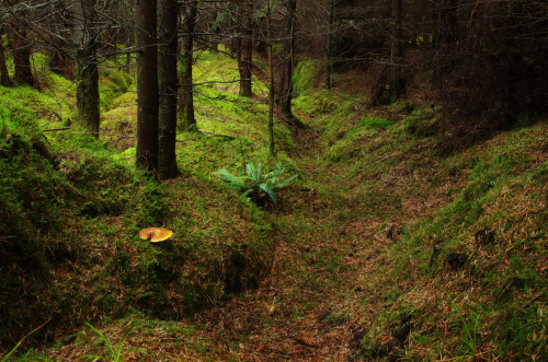 Caledonian Pine Forest, Banffshire Scotland. A lonely toadstool among the pines. by Mark Sewell