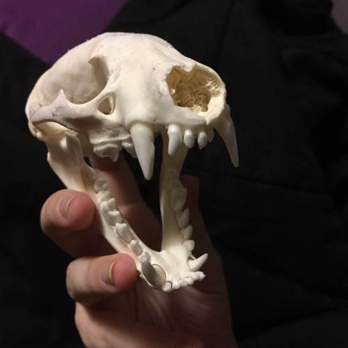 scavenger-exe:badger skull :D