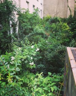 Un si belle découverte !!! #jungleinterieure #nantes #passiondesplantes #universiteccvs #gillesclement #botanique #jardinenville #naturephotography #naturelovers #nature (à jungleinterieure)https://www.instagram.com/p/CTZGDSzsWwZ/?utm_medium=tumblr