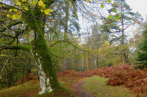 New Forest NP, Hampshire, England by east med wanderer on Flickr.