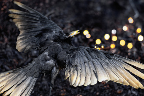 artofmaquenda: PART 1 The Road to Awe “I see the stars in your eyes” said he.“Reflections merely.” Said the crow.“Memories and premonitions” the voice, a soft rebuke.“How can you know such things as the sky will not tell?” crow asked,“I