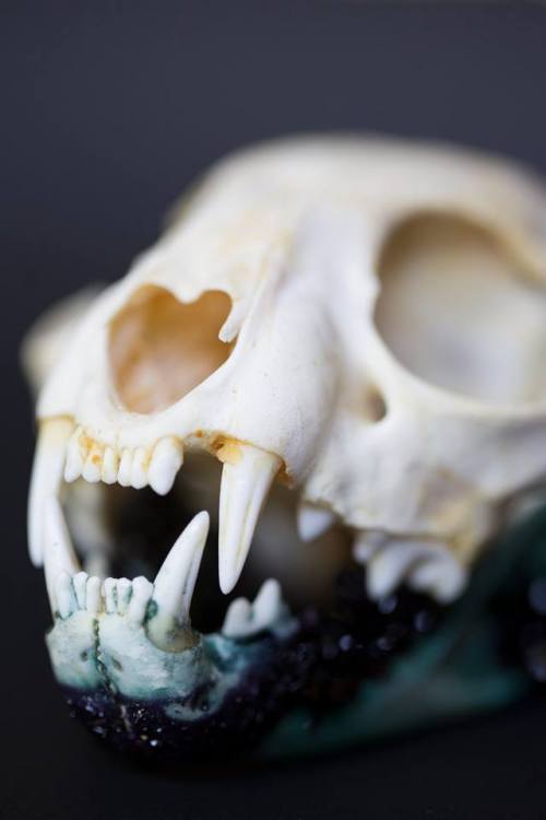 tylerthrasherart: Here are some details of a cat skull I’m crystallizing for a client! It&rsqu