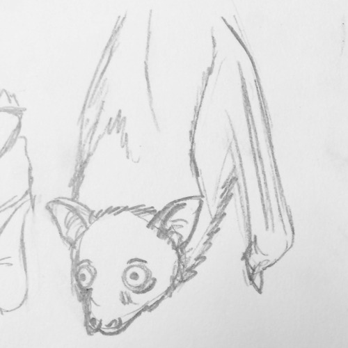 Bunch of 2ish minute studies of fruit bats- specifically little rat flying foxes. They look so alarm