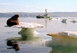 Fotojournalismus:  A Walrus Rests Precariously On A Small Iceberg In A Melting Iceflow