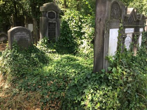 abandonedandurbex:Overgrown tombstones in a Jewish cemetery in Łódź, Poland.[1460x1080]