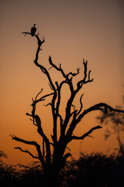 magicalnaturetour:  Sunset Vulture by Rudi