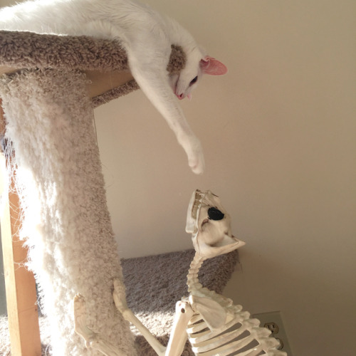 certainlyundeadrpgideas:probablycatrpgideas:pangur-and-grim:the goblin &amp; the skeleton meet o