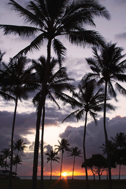 worldfam0us:  Kuoloa Sunrise, Oahu, Hawaii | WF