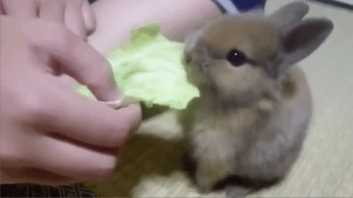 darkgreenmeadow:  Little bunnies  masterdean94