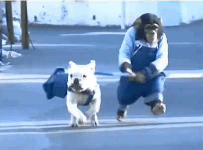 Flying fighting Sheepdog!