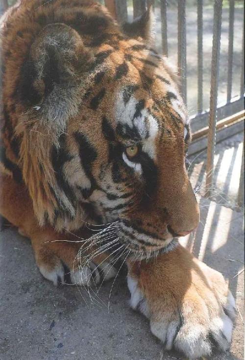 Posting this because this is a great organization near San Diego. Godspeed Phevos. RESCUED TIGE
