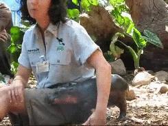 thefrogman:  [video] [h/t: babyanimal-gifs] 