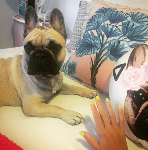 curingdepressionwithmemes:  funovels: People Are Getting Matching Pedicures With Their Dogs   OMFG I SHOULD DO THIS TOO   Peticure