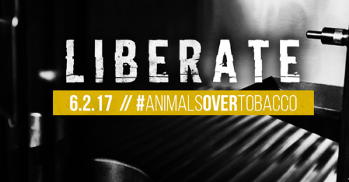 I live tobacco-free to stand against the industry testing on animals #AnimalsOverTobaccothndr