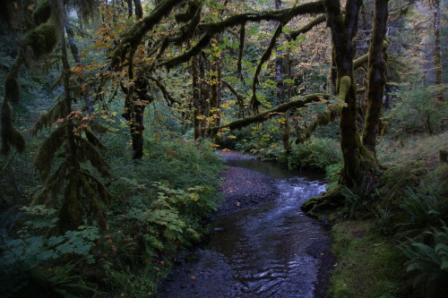 frommylimitedtravels:Elk Creek -Skokomish Valley