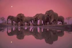 Elephants at Twilight, South Africa