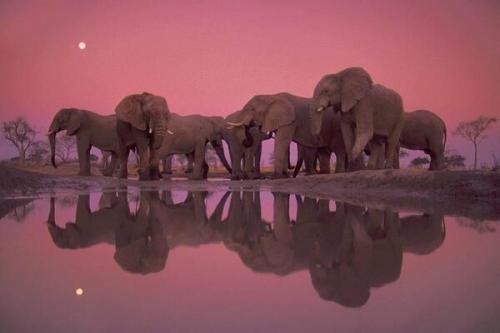 Elephants at Twilight, South Africa porn pictures