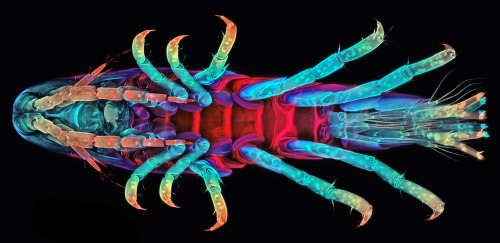 From creepy crustacean to better biofuels (and regrowing a limb?) Could this creature from the deep 