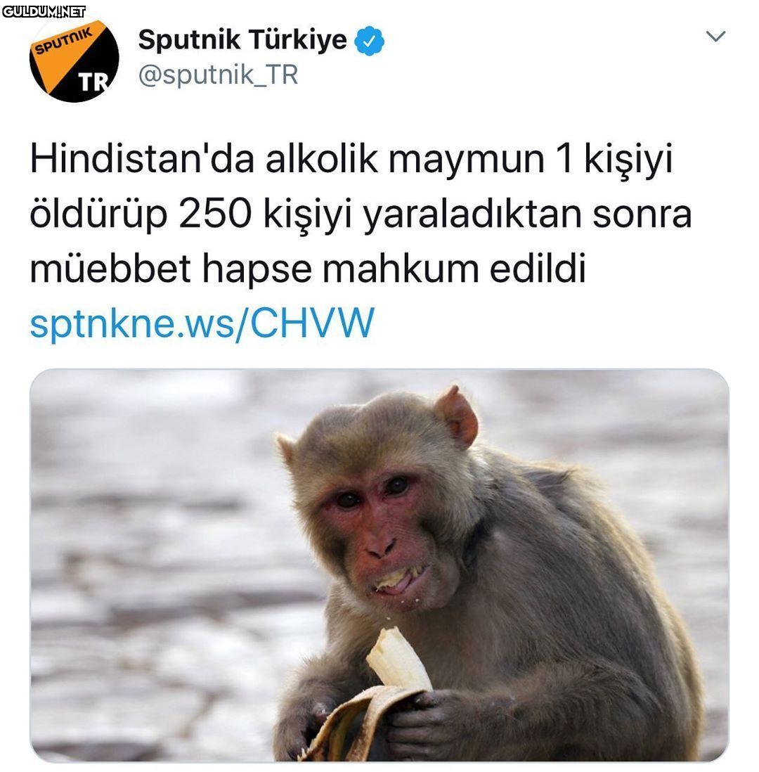 Darwin’in ayıkken bulduğu...